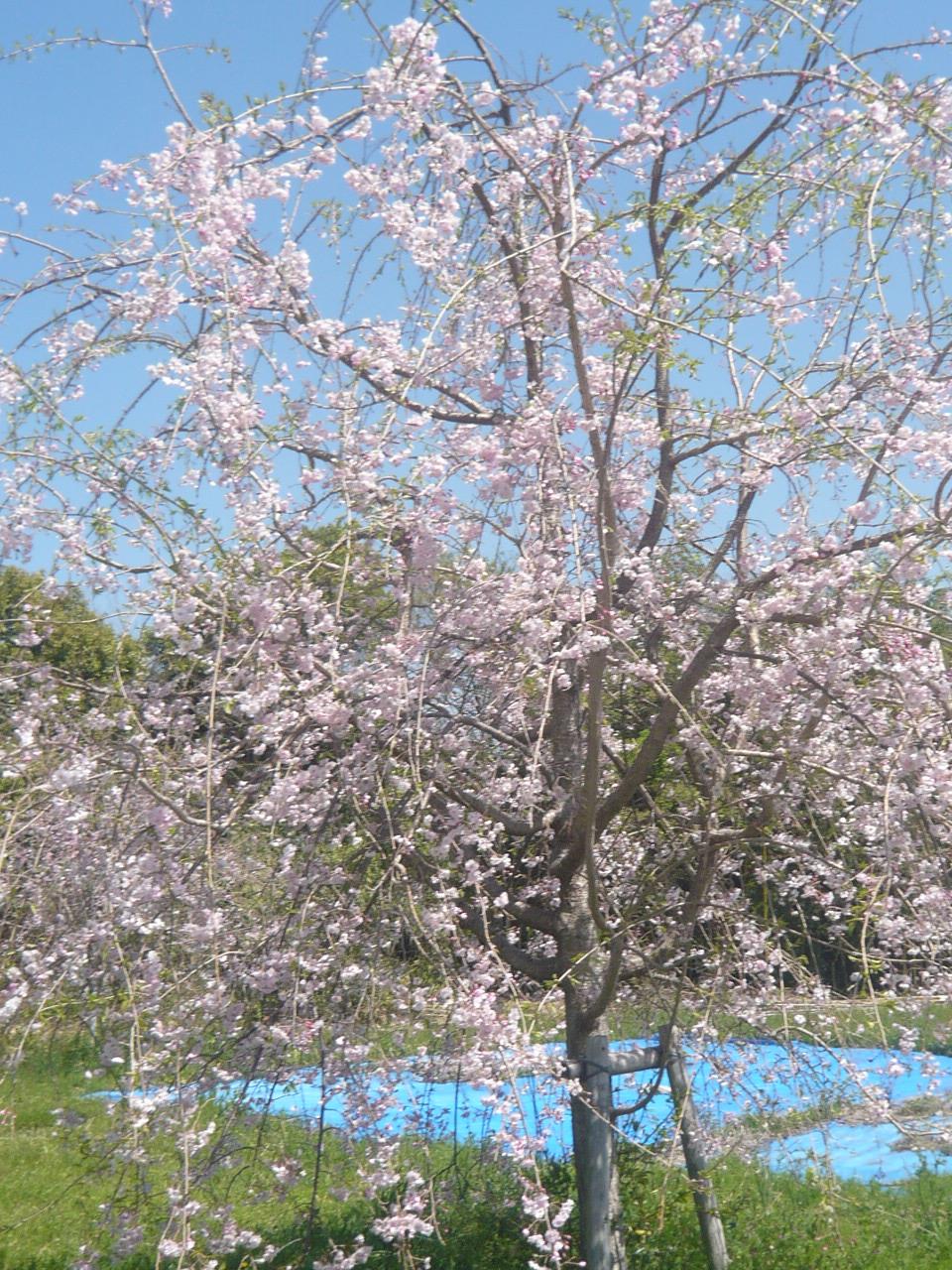 平成30年に植樹した枝垂れ桜5年目の春